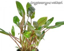 Cryptocoryne walkeri